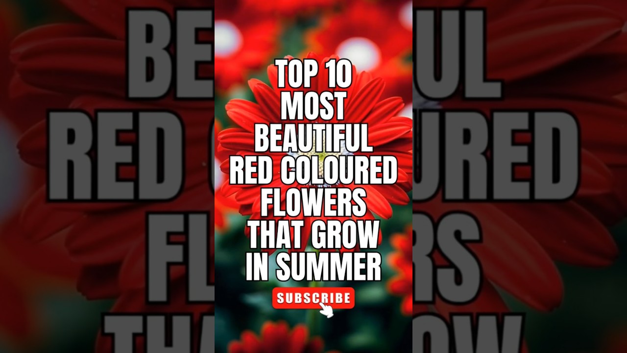 Top 10 Most Beautiful Red Coloured Flowers That Grow In summer | 