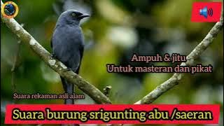 Suara pikat ampuh burung saeran gunting/saeran Srigunting abu abu gacor/srigunting gacor