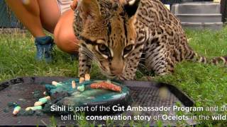 Brazilian Ocelot Sihil Gets Mice And Rat Cake To Celebrate Her 16Th Birthday - Cincinnati Zoo