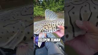 Kalau dapat ikan monster saat mancing, kamu bakal ngapain?