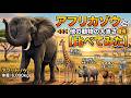 アフリカゾウと他の動物の大きさを比べてみた