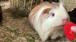 Guinea pigs stealing and eating strawberries 🍓