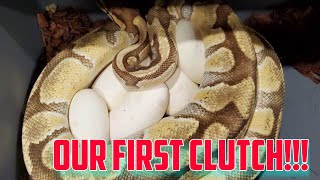 Celebrity Our First Ball Python Clutch Is Here! Wealth