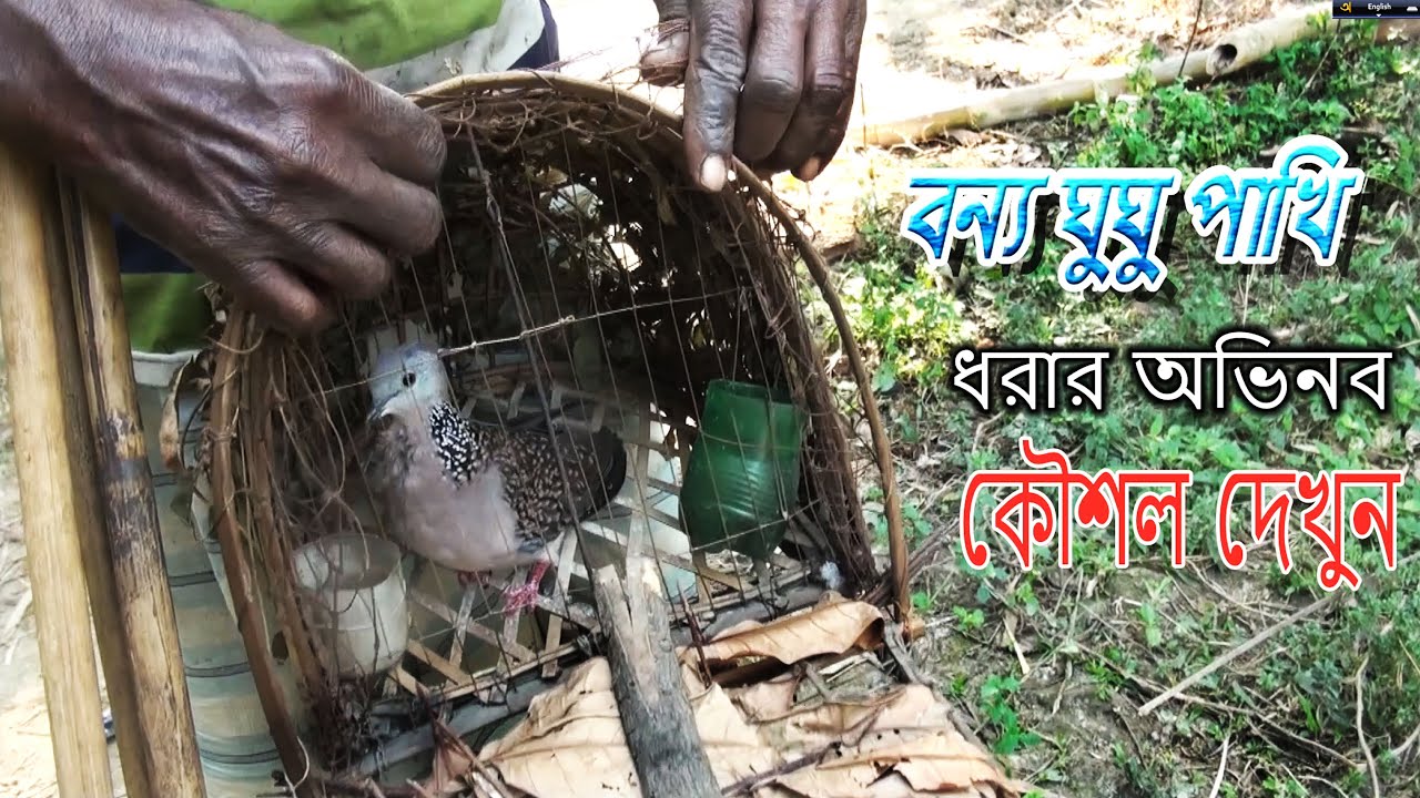 বন্য ঘুঘু পাখি ধরার অভিনব কৌশল/Dove Hunting with a trap/Dove Hunting/ বাংলাদেশের পাখী
