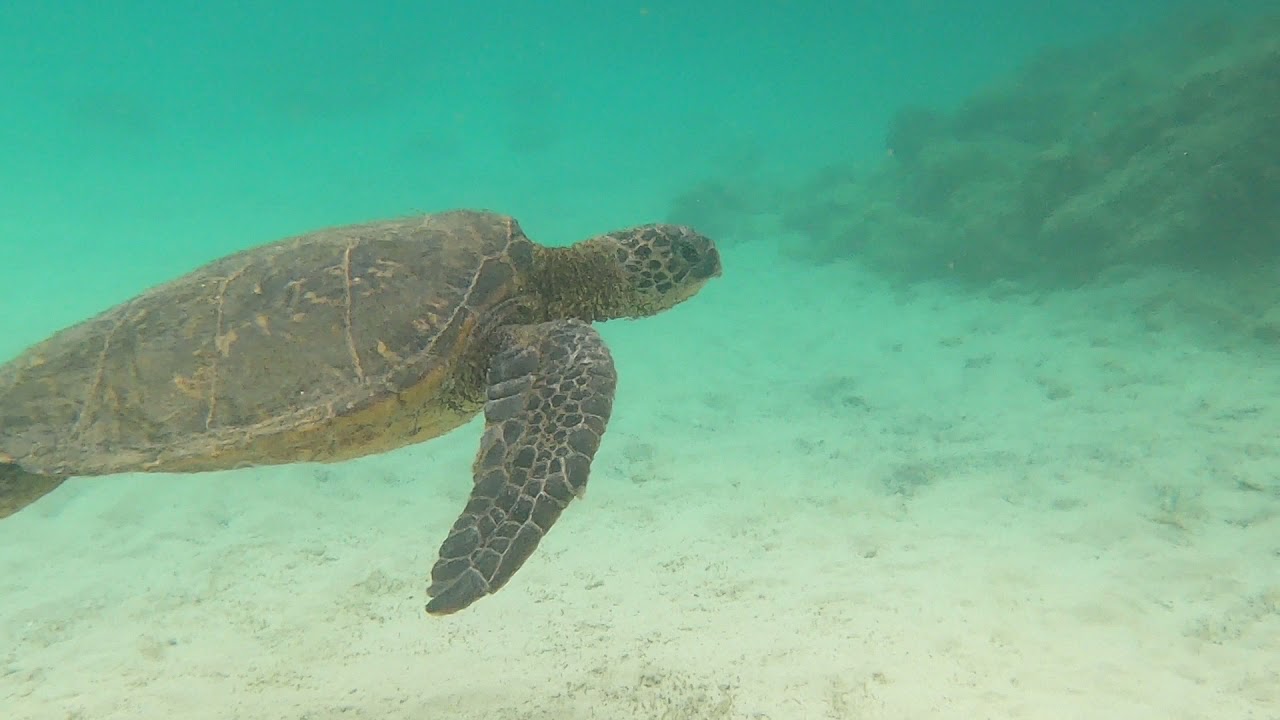 Honu at Carlsmith Beach Park - 3/31/21