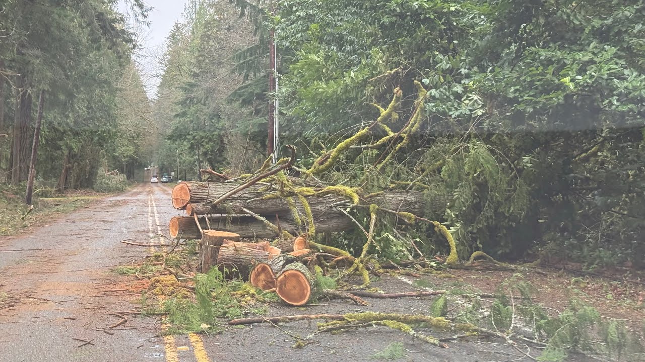 Bomb Cyclone Aftermath: Mirrormont Issaquah, WA