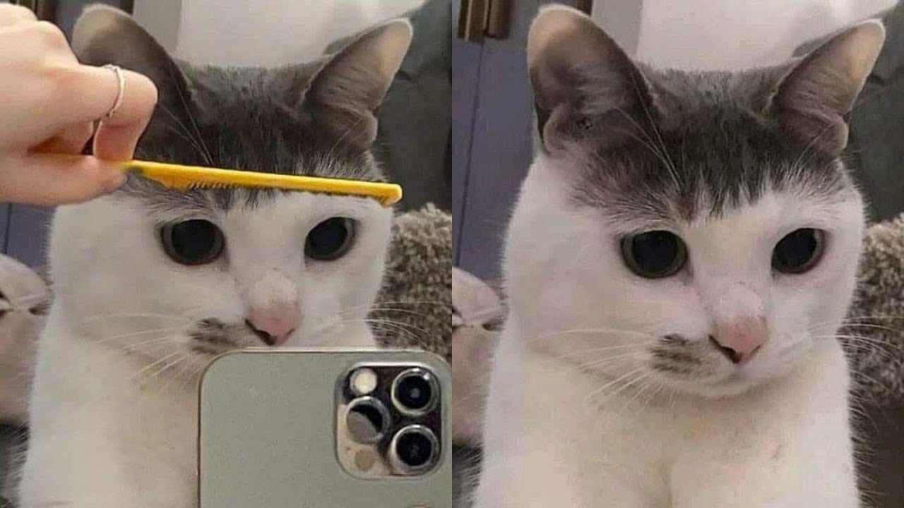 Cats Just Doing What Cats Do Best 🤣Funny Cats Videos 2025 🐱 Part 13