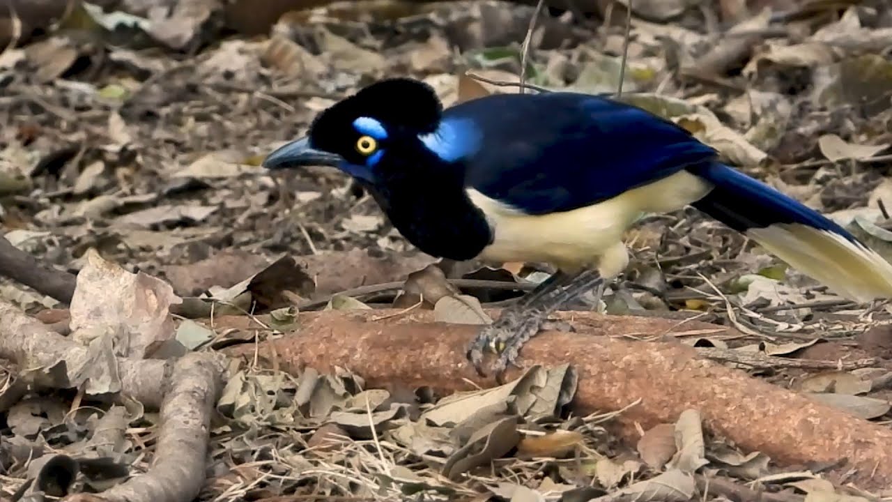 PLUSH-CRESTED JAY eating corn (CYANOCORAX CHRYSOPS), GRALHA-PICAÇA jay and the trail corn.