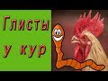 Симптомы и методы лечения глистов у кур