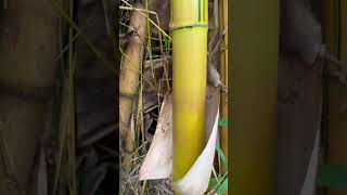 I Would Like To Refresh My Skin Like Bamboo
