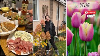 видео: Давно не было такого застолья 🎉🥂 | Высаживаем голландские тюльпаны🌷 и нарциссы 🌼 картинка: Давно не было такого застолья 🎉🥂 | Высаживаем голландские тюльпаны🌷 и нарциссы 🌼