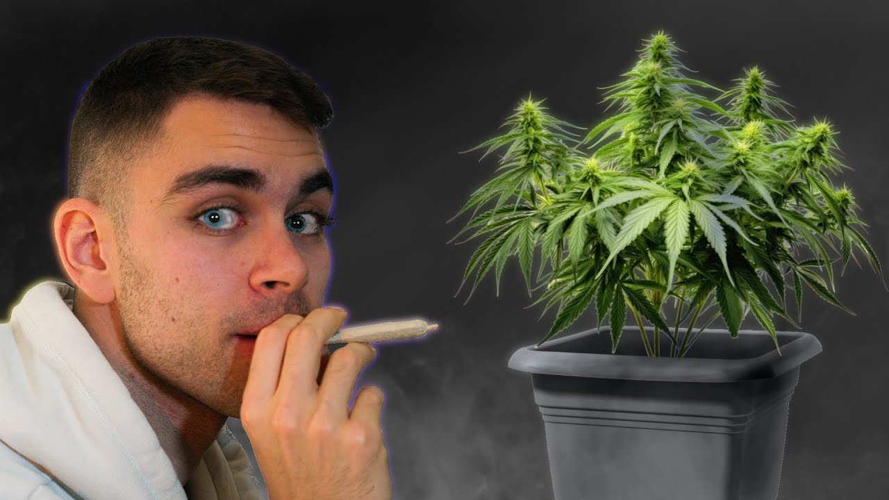 Ich ernte und rauche mein legales Cannabis | (NICHT NACHMACHEN!)