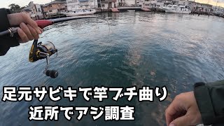 足元サビキで竿ブチ曲り近所でアジ調査