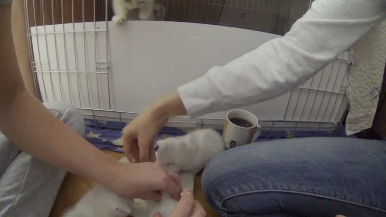 Litter H Silverium*PL Cattery - first meat meal - our baby girl Hemiona