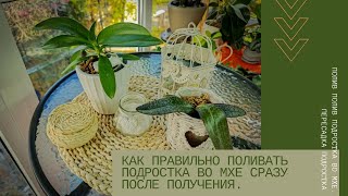 видео: Правильный полив подростка во мхе при получении. Перевалка подростка полученного в спрессованом мхе. картинка: Правильный полив подростка во мхе при получении. Перевалка подростка полученного в спрессованом мхе.