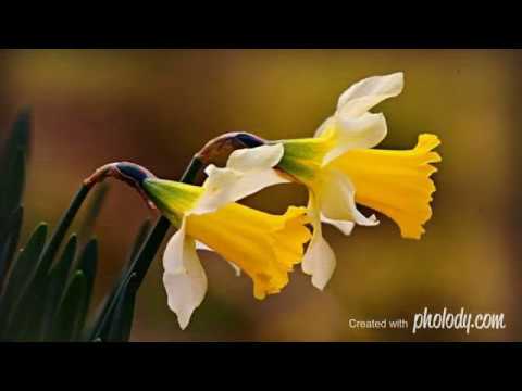 Gregorian - Gloria (Remastered Version 2020)