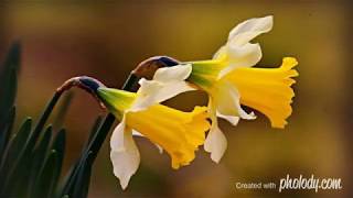 Download Lagu Gregorian - Gloria (Remastered Version 2020) MP3