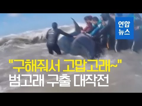 해변에 고립된 무게 3천kg 범고래…이틀간의 구출 작전 / 연합뉴스 (Yonhapnews)