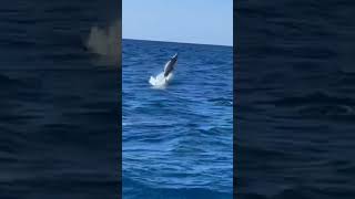 Dolphins 🐋