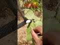 White Biba tree kya hai safed belwa Ibhilawa seeds Original available call me 7353572984#bhilav