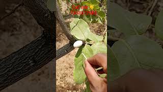 White Biba tree kya hai safed belwa Ibhilawa seeds Original available call me 7353572984#bhilav