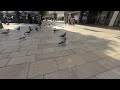 VR180° Sitting and watching pigeons to relax