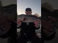 Nothing Like a Good Chatter Bait Bass #shorts #short #shortvideo
