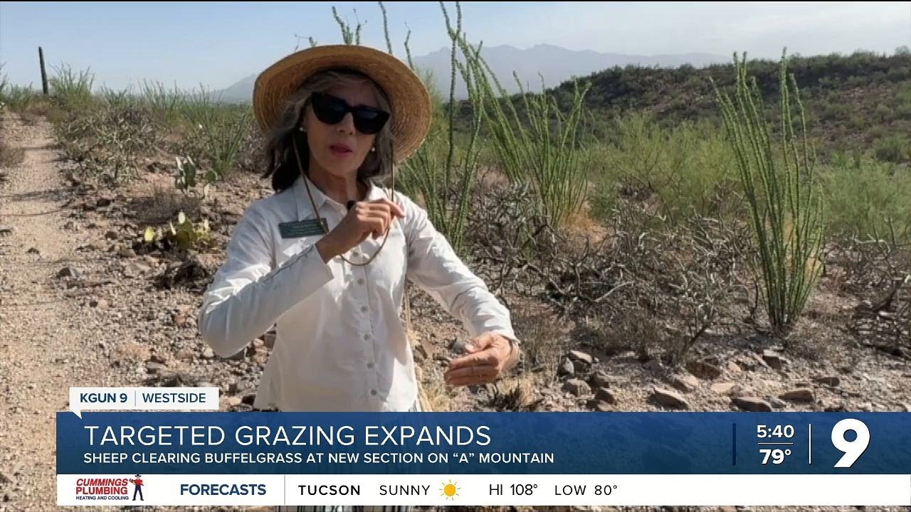 Targeted grazing for buffelgrass expands on the Westside