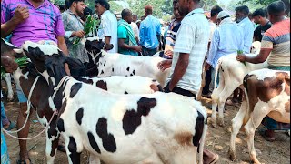 12/5/25/এত কম দামে এমন বডি-শেপ বাসুর হাটে খুব কম আসে! দাম বললেই ভয় লাগে! দাম জানুন।