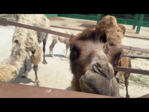 Верблюженок подрос и сам кушает листву!