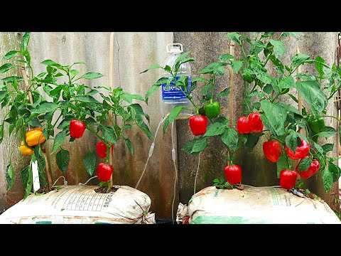 Video: Dolmalik Chili Pepper Info - Groeiende Dolmalik Biber Pepper Plante