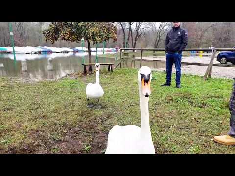 Motta Visconti - Ticino - Cigni - Piena del fiume 2018