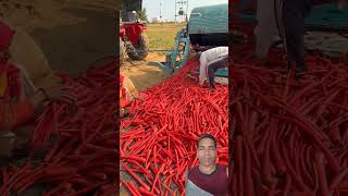 टेस्टी हेल्दी गाजर 🥕🥕🥕🥕🥕🥕🥕#greenscreen#fruit#trending#shorts #video#फ्रूटकटिंग#फ्रूटफार्मिंग