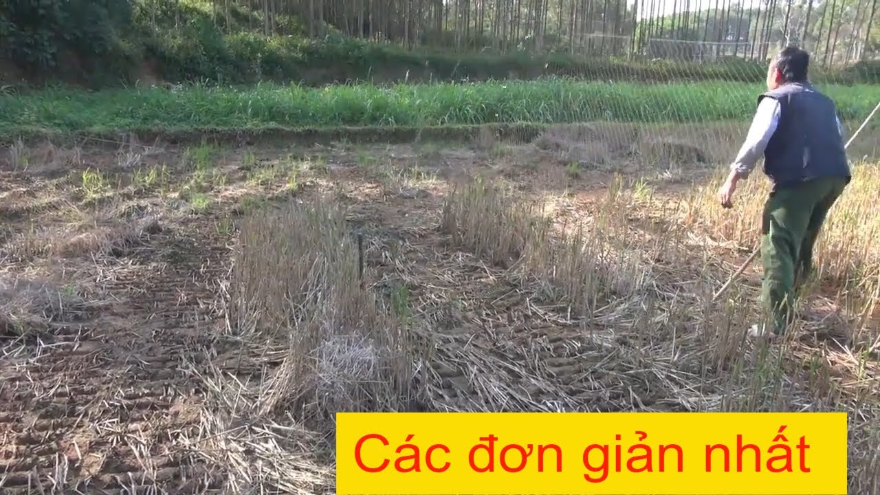 Chia sẻ cách dải lưới úp chim bẫy, chim gáy, chim ngói đơn giản nhất