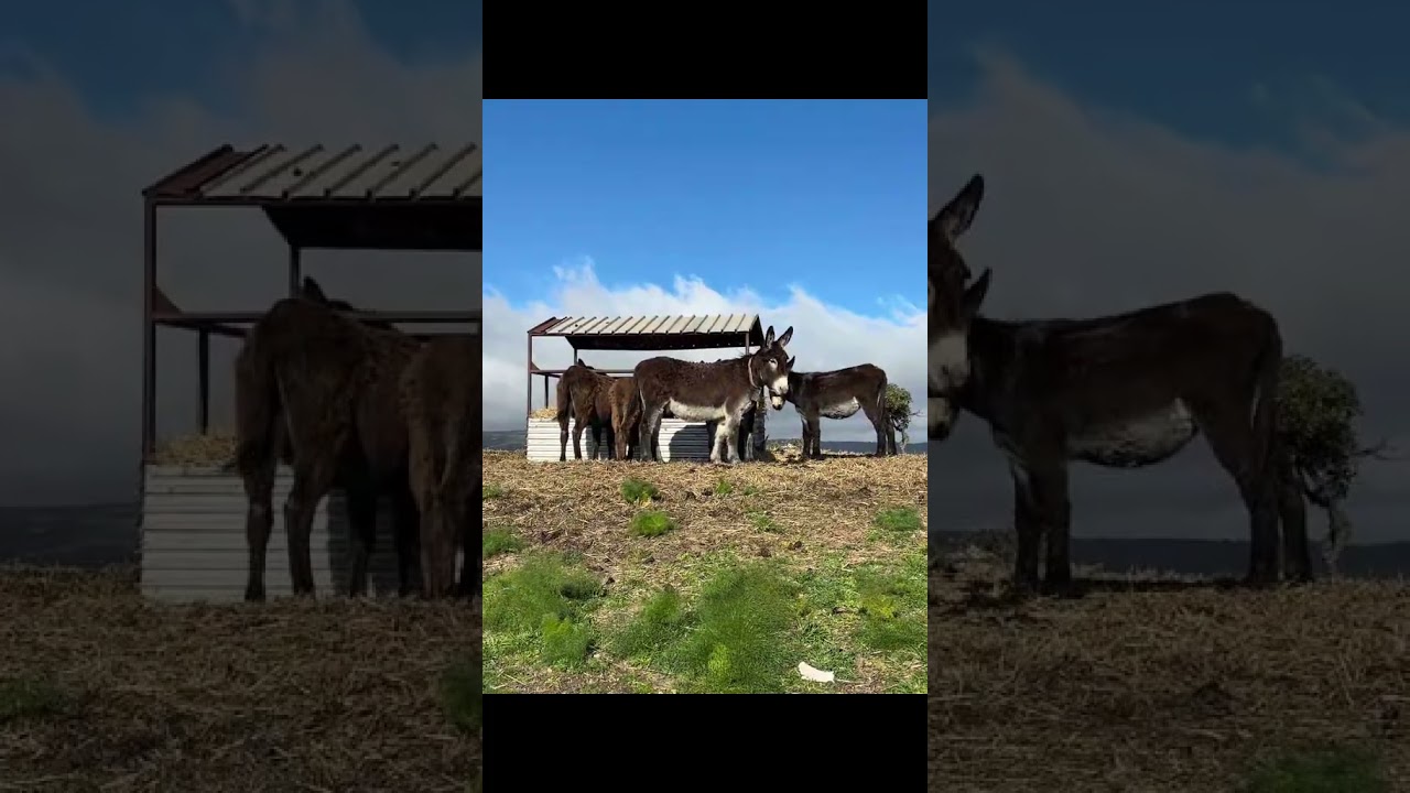 Gargano, ogni escursione un'emozione #garganonatour #puglia #trekkinglife #escursione
