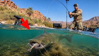 I Spent 24hrs Hunting a Giant Catfish...