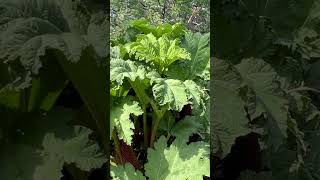 Plants on earth #nature #bigplants #greenery