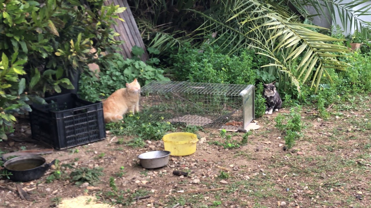 Trapping of a stray kitten Neutering Program 2020 YouTube
