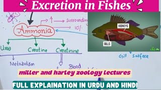 Excretion In Fishesbsc And Msc Zoologydetailed Notes