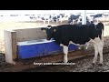 terrui-stainless cattle water trough