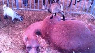 So Cute Baby Goat Jumping On Sleeping Camel..