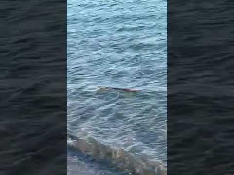 Φίδι κολυμπούσε σε παραλία της Εύβοιας
