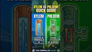 Class 10 boards secure your 2marks with Difference b/w xylem andphloem🌱🪴 #class10 #boards #phloem