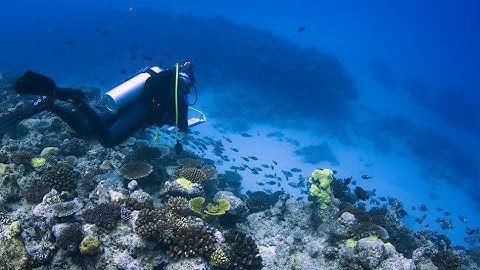 Scientific Coral Reef Monitoring Video Protocol for the Western Indian Ocean