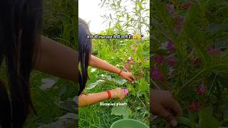 Harvest time for a reason || Backyard garden harvest🍐🌻✨#ytshorts