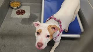 acs A683410