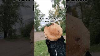 Моя лесная фея... Кто она? #лес #грибы #фея #смешно #приколы #юмор