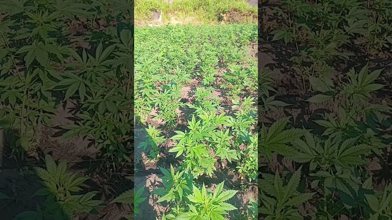 The Green Essence: A Closer Look at Cannabis Culture 