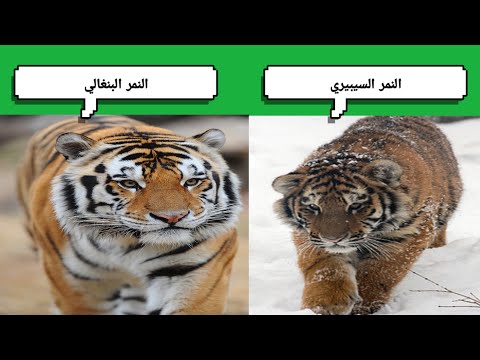 فيديو: أيهما أكبر نمر سيبيريا أم نمر بنغالي؟