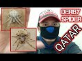 ORB SPIDER HUNTING |QATAR| |DERBYSPIDER|